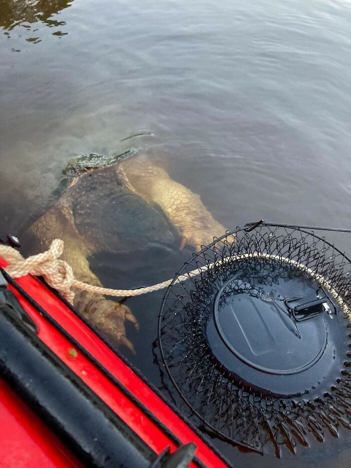 10. A Large Snapping Turtle Surfaces Next To A Fishing Boat While They Were Checking Their Traps