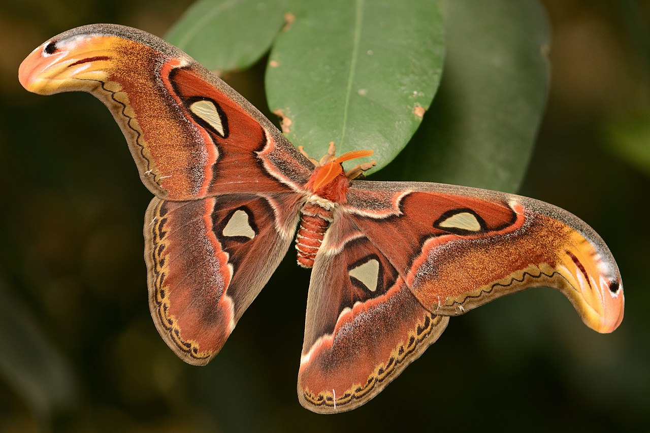 The Atlas moth is one of the largest species of Lepidoptera, boasting an impressive wingspan of up to 9.4 inches and a wing surface area of around 25 square inches.