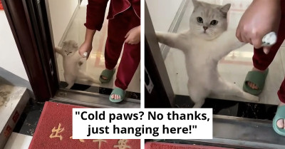 Cat Hilariously Clings To Door Frame To Avoid Being Taken Out In The Cold