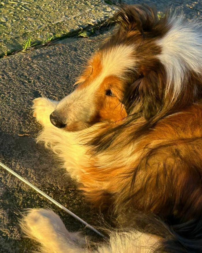 7. Somebody Is Enjoying The Sunset. With His Blindness, We Have Had To Tether Him To Not Get Lost