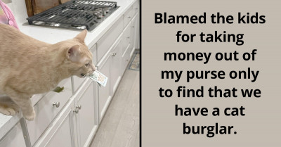 Pawrent Blames Children For Cash Theft Only To Catch The Real Cat Criminal, Red-Pawed