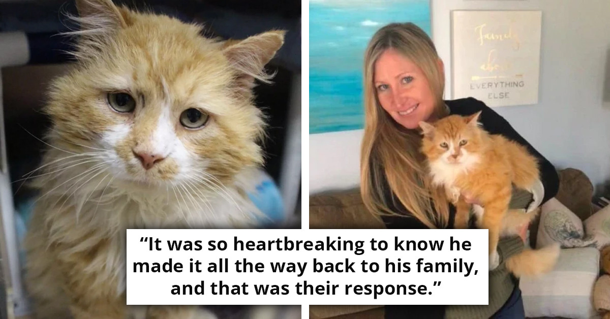 Determined Cat Travels 12 Miles To Find Family That Left Him Behind, They Decide To Have It Euthanized