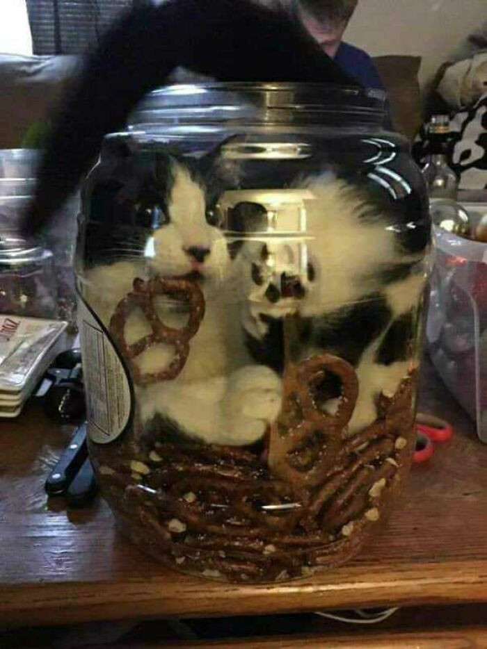 44. Turns Out Pretzels Sink When Dropped In A Jar Of Cat