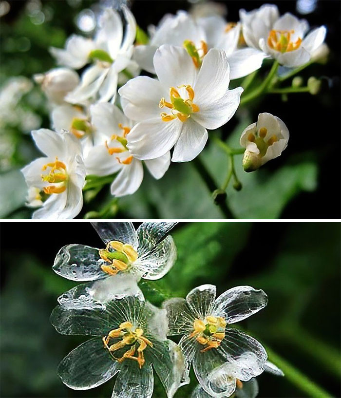1. “The Skeleton Flower, whose petals turn from white to translucent when it rains.”