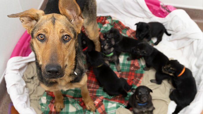 Molly is happy and health with her puppies