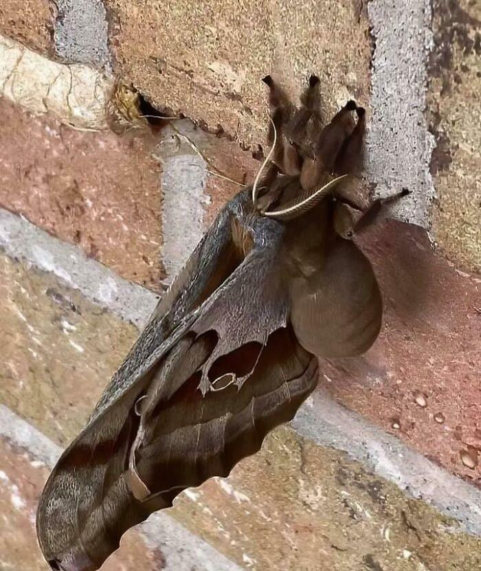 13. Antheraea Polyphemus... Basically A Tarantula With Wings