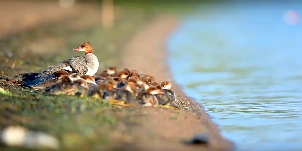 Upon closer inspection, he discovered it was actually a mother duck with dozens of ducklings.