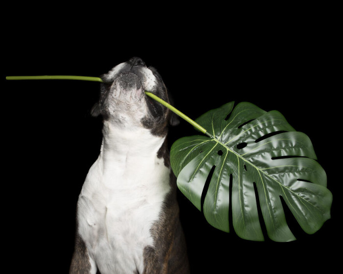 4. Dozer And The Green Palm Frond