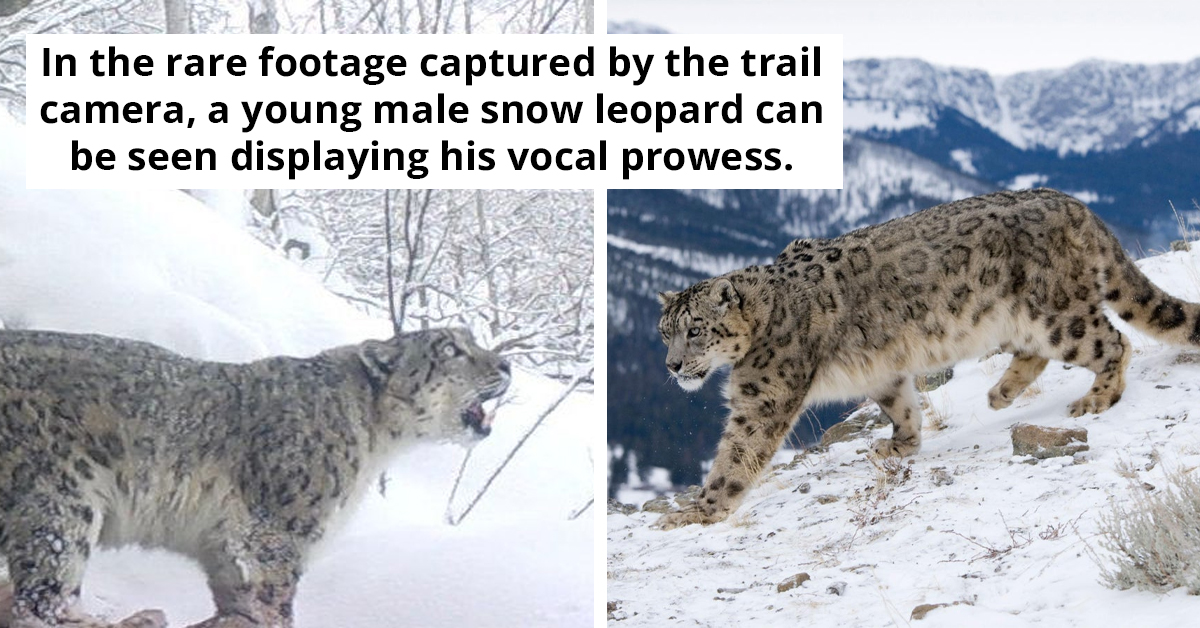 Experience Captivating Footage Of A Snow Leopard's Roar In The Wilderness