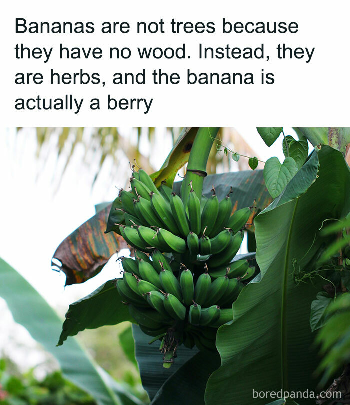 28. Bananas are berries?