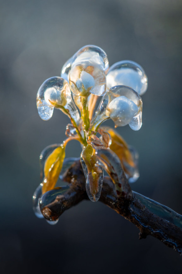 10. Frozen blossoms, that actually look like just one flower on itself with the frozen structure