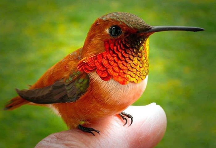 Their beautiful iridescent plumage, like that of all hummingbirds, distinguishes them from bees