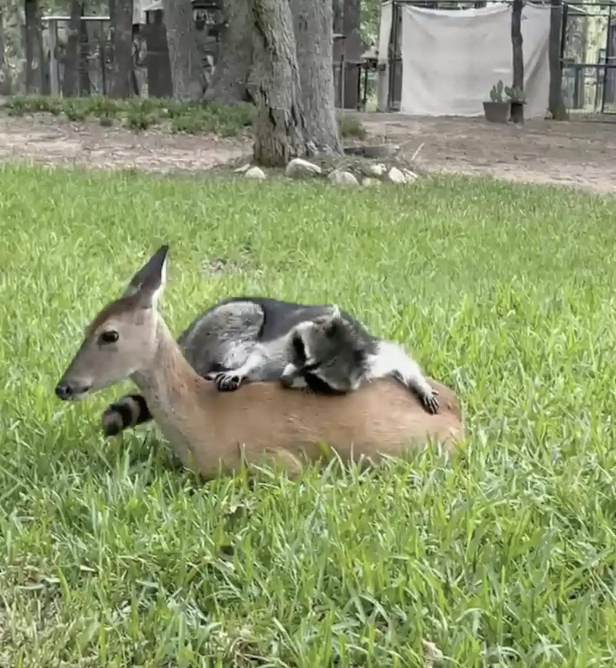 A single fawn deeply touched him.