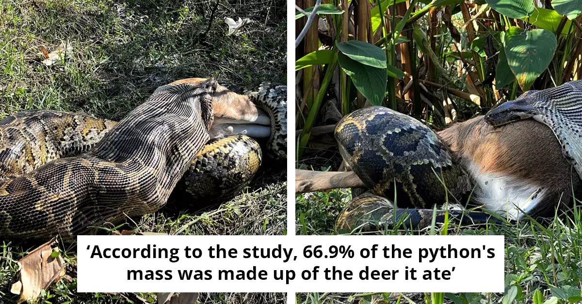 Awry Video Shows Invasive Python Ingesting A 77-Pound Deer Whole, As Shared By Scientists