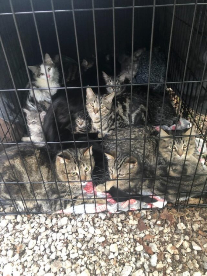 Animal Control Officers Discover 15 Cats And Kittens Trapped Inside A