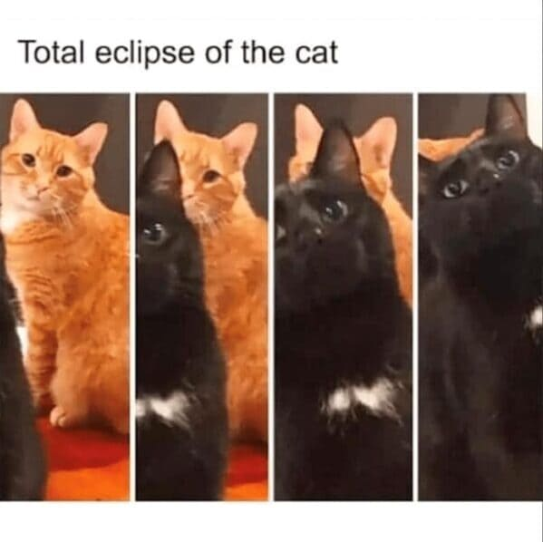 Meowthing I can say, a total eclipse of the cat.