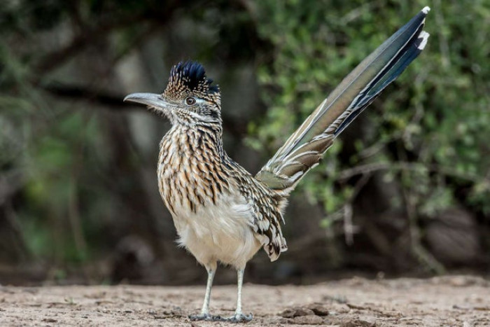 This is a picture of a roadrunner