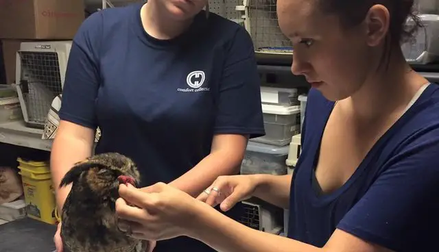 GiGi, a majestic great horned owl, was brought to Mississippi’s Wild at Heart Rescue in late May after suffering head trauma, likely from a car accident.