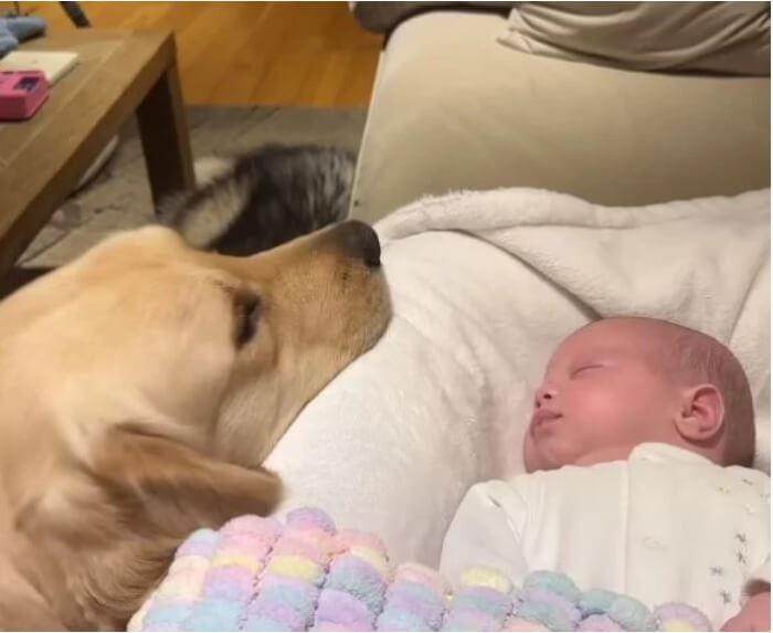 Buddy, the Golden Retriever, was especially attached to the new baby, clinging to him any time he was near.