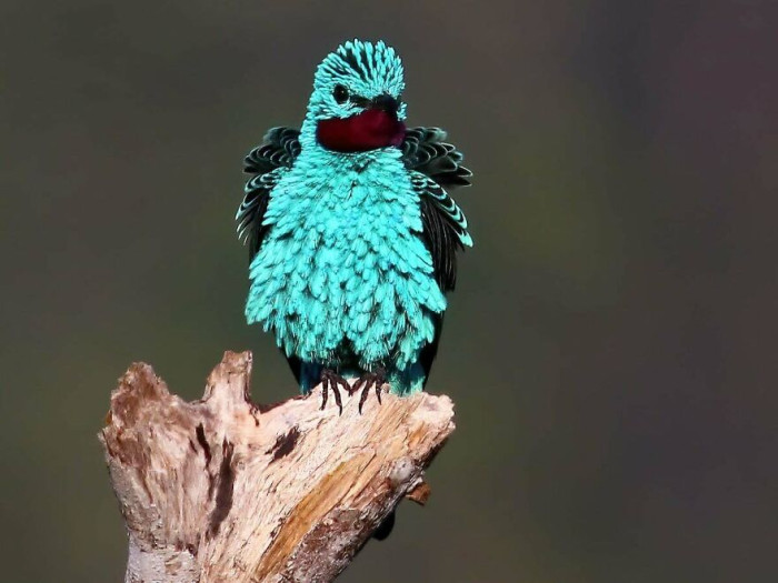 Spangled Cotinga (Cotinga Cayana)