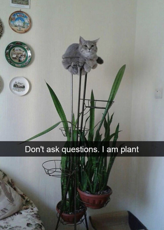 36. I Am Plant