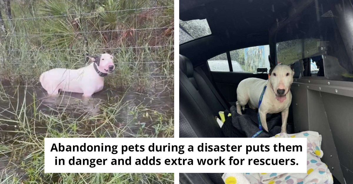 State Trooper Enters Floodwaters For A Last-Minute Dog Rescue