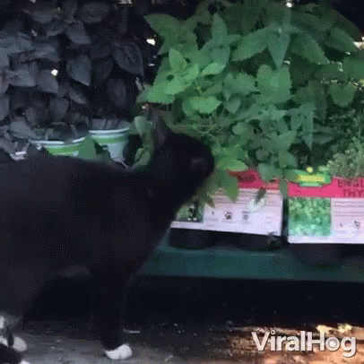 Make sure you have cat-safe plants!