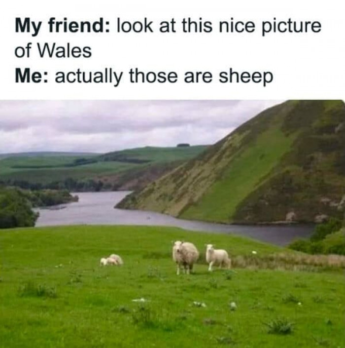 5. Sheep, actually