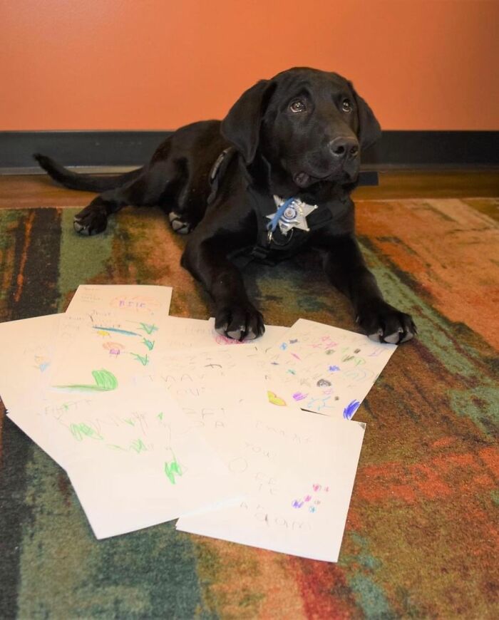 K9s Bear and Otis will serve as therapy dogs in neighborhood schools