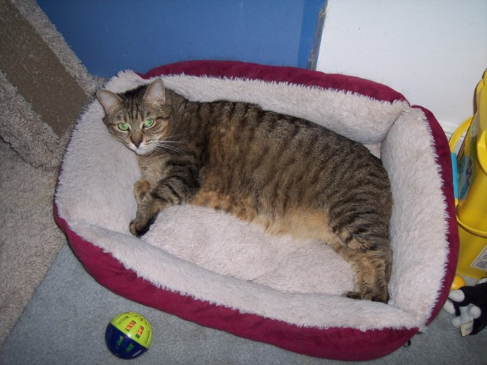 Pregnant Tabby Cat Rescued From A Kill Shelter Drools From Happiness