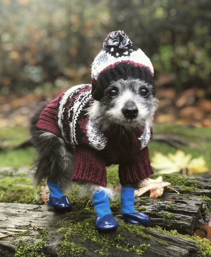 19. My Tiny Old Dog, In A Tiny Hat And Tiny Boots