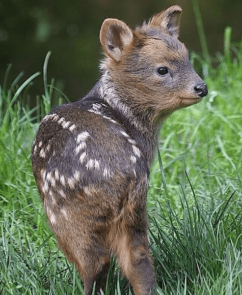 12. Check out this cute Pudu