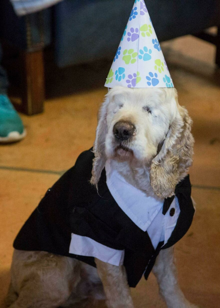 14. Blind Senior Doggo Gets Surprise Party At Shelter