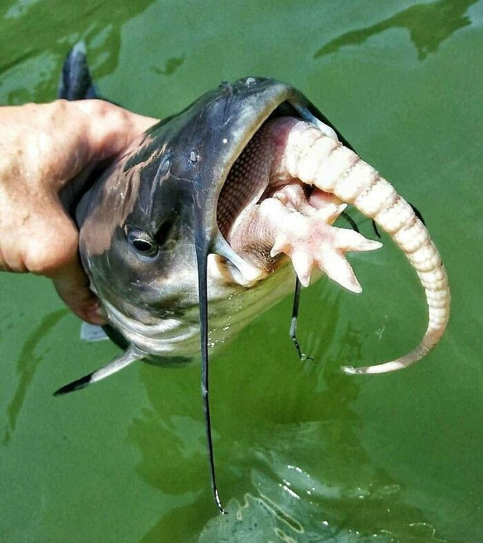 48. This unusual sight, a catfish devouring an armadillo, is not a common occurrence that one typically witnesses.