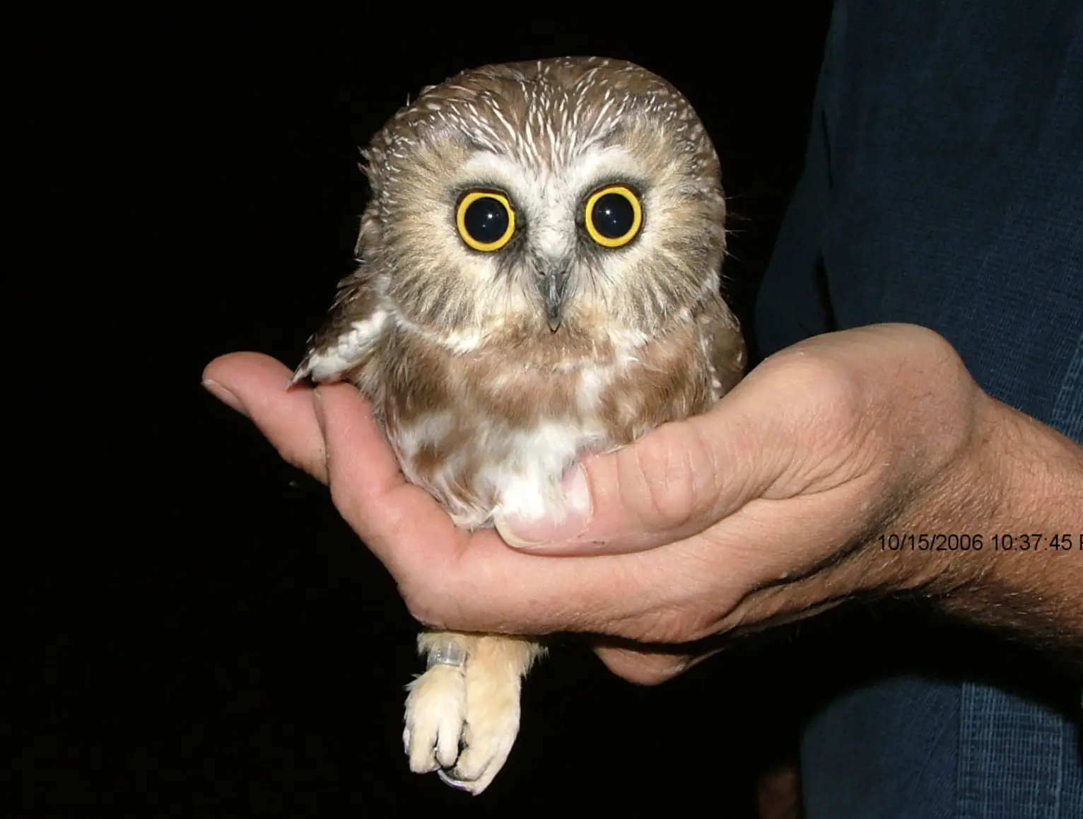 Weighing in at just over an ounce and standing about 5 to 6 inches tall, the Elf Owl could easily fit in the palm of your hand.
