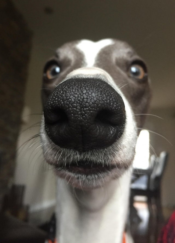 Get Your Booping Fingers Ready, 40 Pictures Of The Most Boopable Snoots