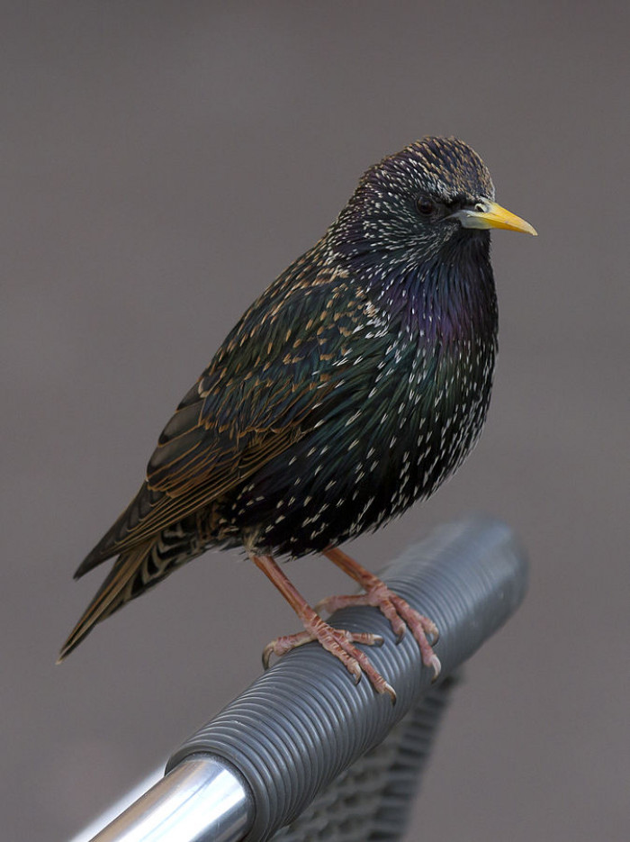 This is what a starling bird (European Starling or Sturnus vulgaris) looks like. It is a noisy bird and has the ability to mimic.