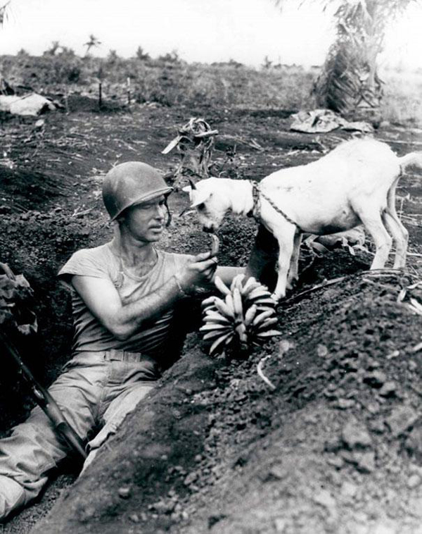Heartwarming snapshot where a soldier shares his banana ration with a goat during the Saipan battle of 1944